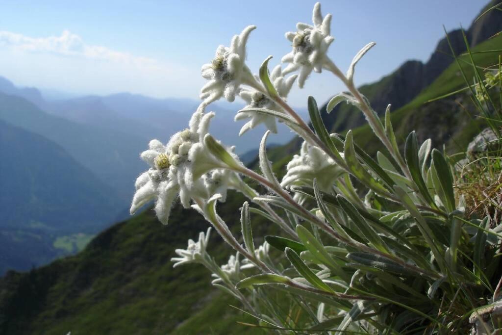 Gite Au Printemps Japonais, Petit Train De La Mure, Parc Des Ecrins Pierre-Chatel Eksteriør billede